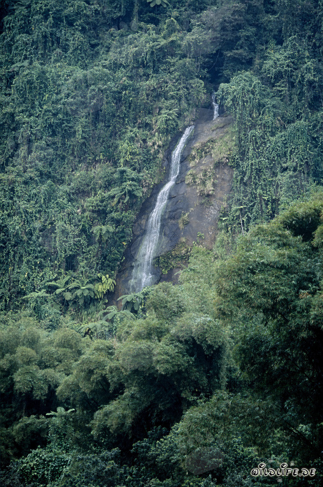 Cascada majestuosa en la selva tropical de Fiji