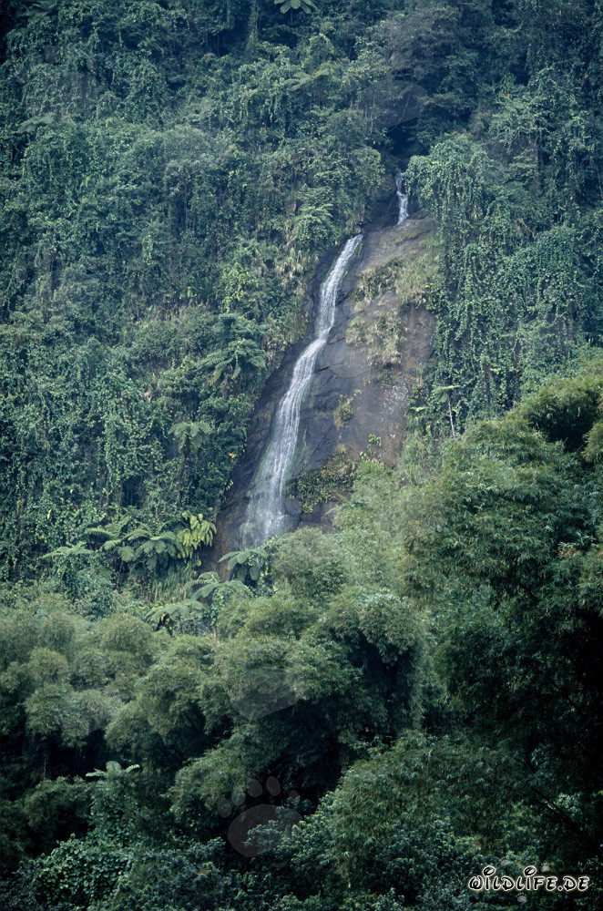 Majestätischer Wasserfall im Regenwald von Fiji