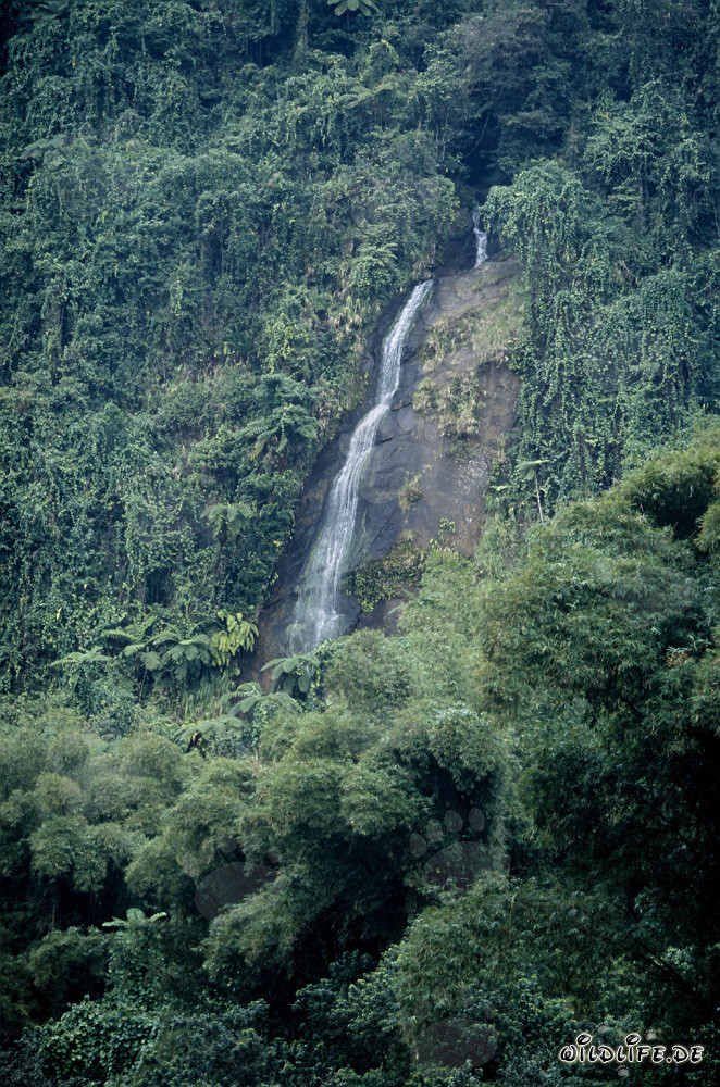 Majestic Waterfall in the Rainforest of Fiji