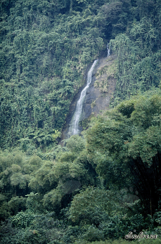 Cascada majestuosa en la exuberante selva de Fiji