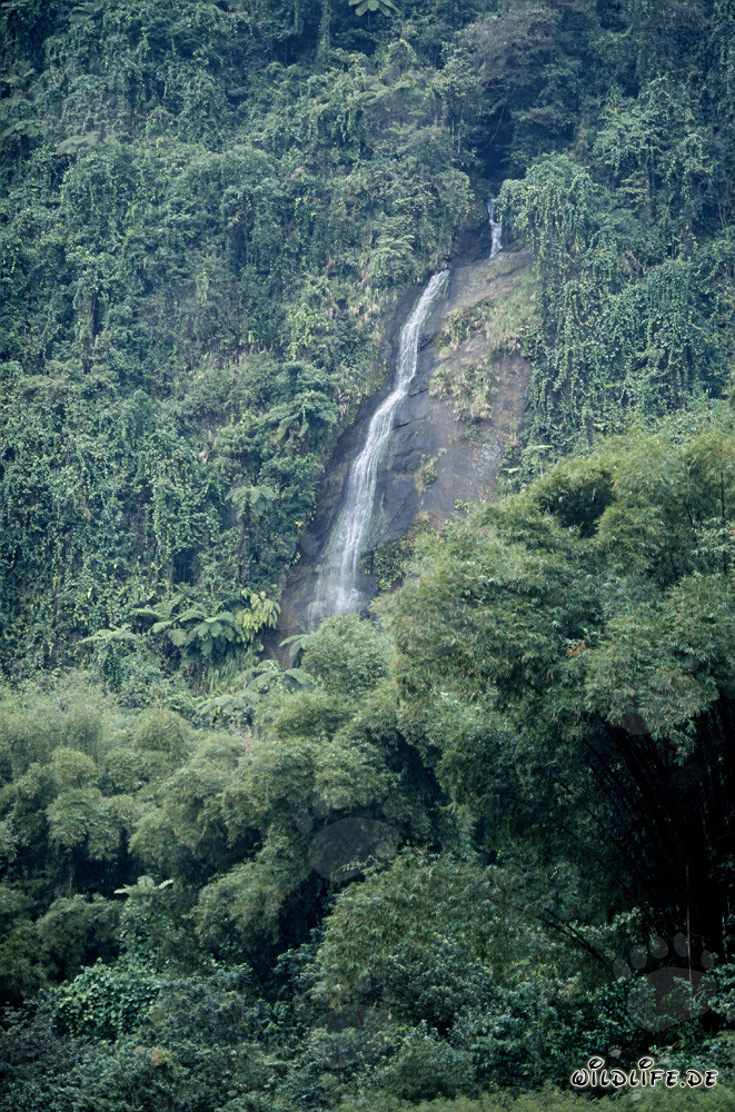 Cascade majestueuse dans la luxuriante forêt tropicale de Fidji