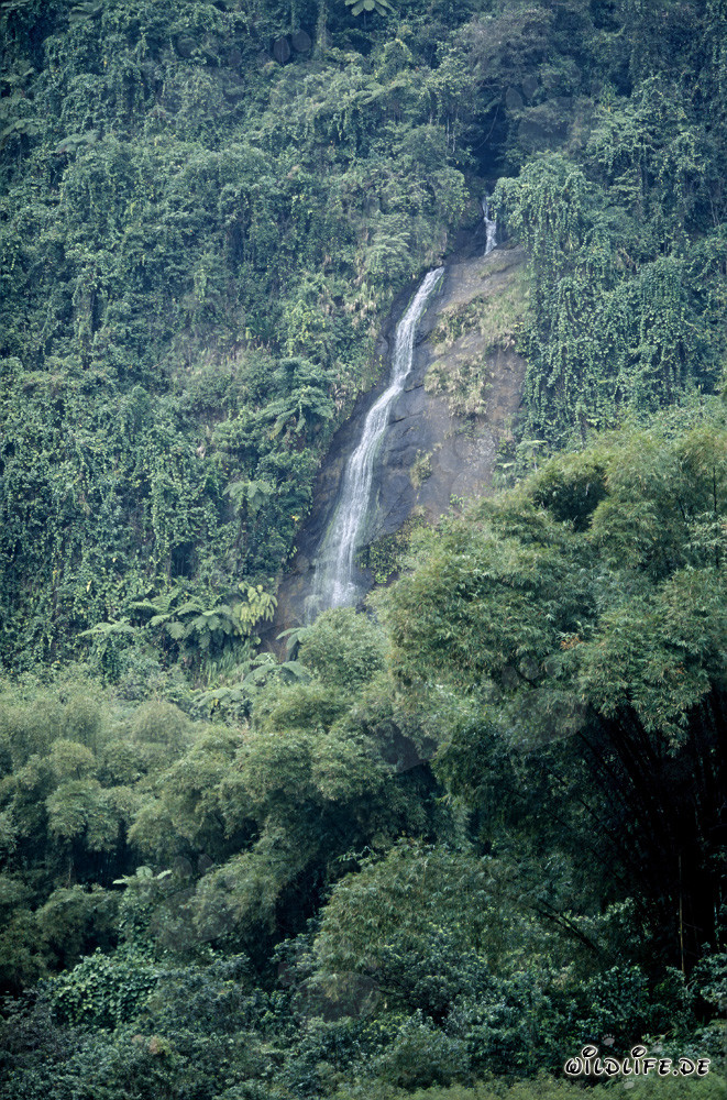 Maestosa cascata nella lussureggiante foresta pluviale di Fiji