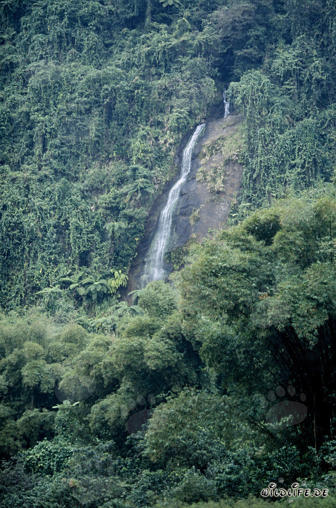 Majestätischer Wasserfall im üppigen Regenwald von Fiji