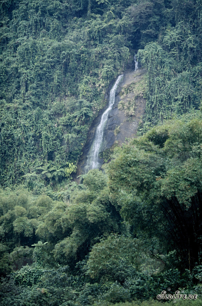 Majestic Waterfall in the Lush Rainforest of Fiji