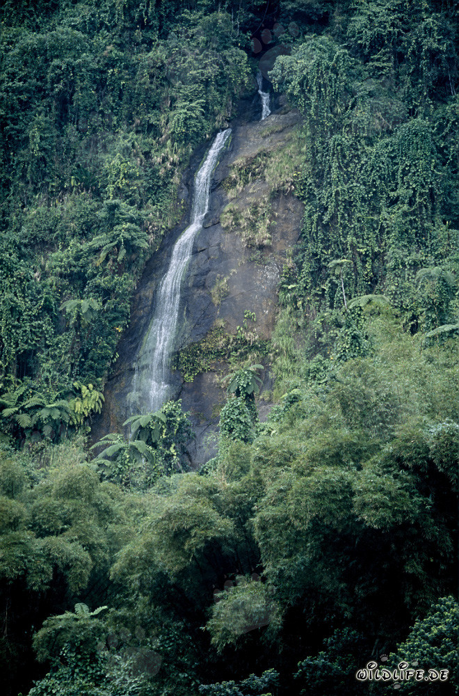 Cascada idílica en la exuberante selva tropical de Viti Levu, Fiyi