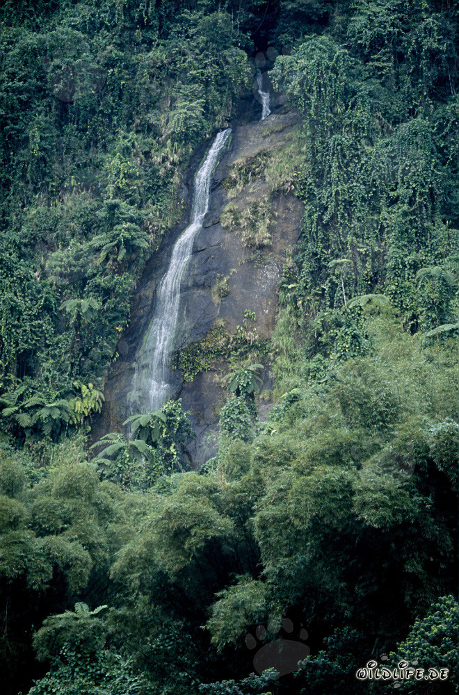 Idilliaca cascata nella lussureggiante foresta pluviale di Viti Levu, Figi