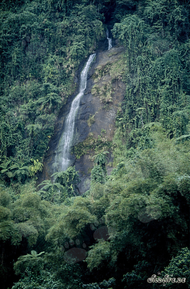 Chute d'eau idyllique dans la luxuriante forêt tropicale de Viti Levu, Fidji