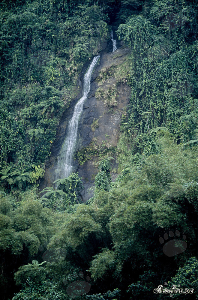 Idyllischer Wasserfall im üppigen Regenwald von Viti Levu, Fidschi