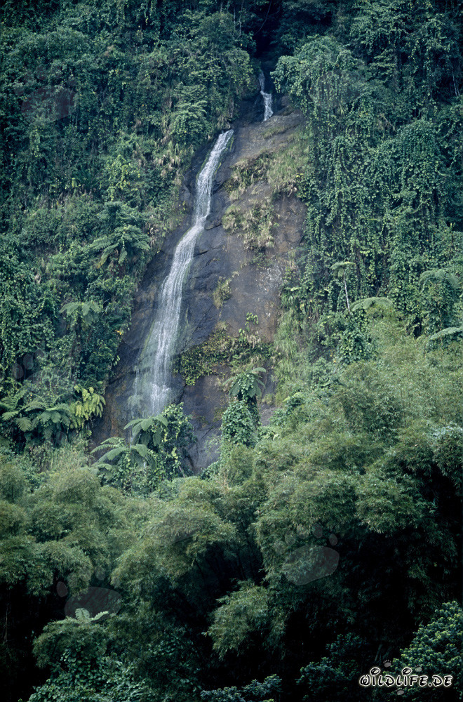 Idyllic Waterfall in the Lush Rainforest of Viti Levu, Fiji