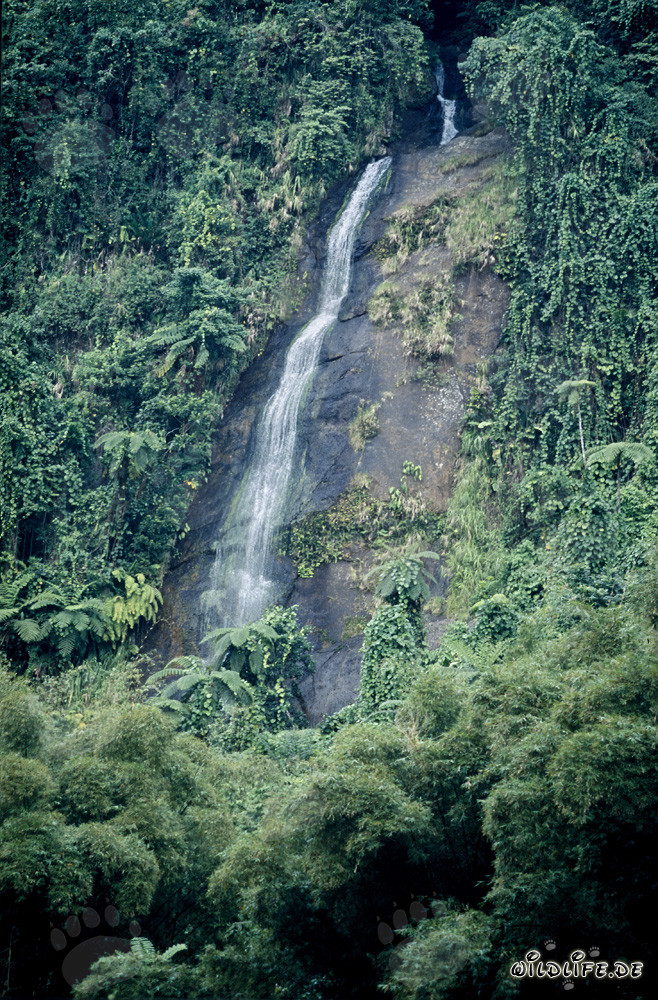 Cascada pintoresca en el exuberante verdor de la selva de Viti Levu, Fiyi