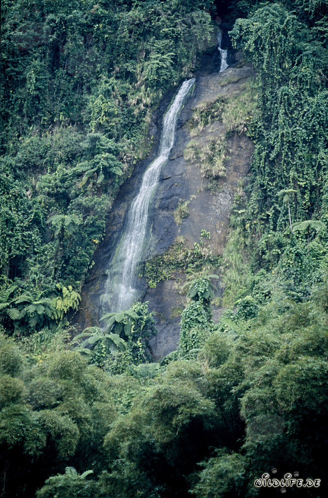 Chute d'eau pittoresque dans la luxuriante verdure de la forêt tropicale de Viti Levu, Fidji