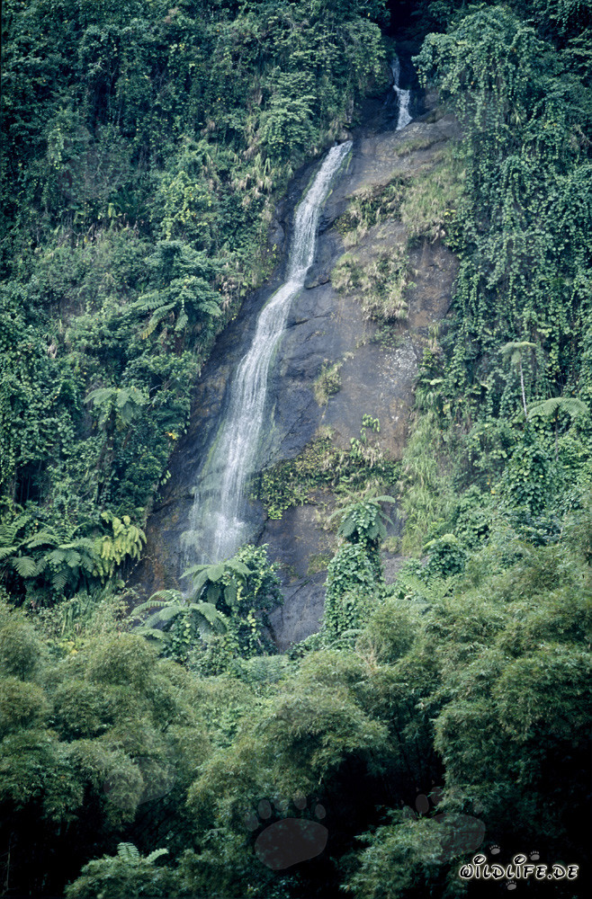 Picturesque Waterfall in the Lush Green of the Rainforest on Viti Levu, Fiji