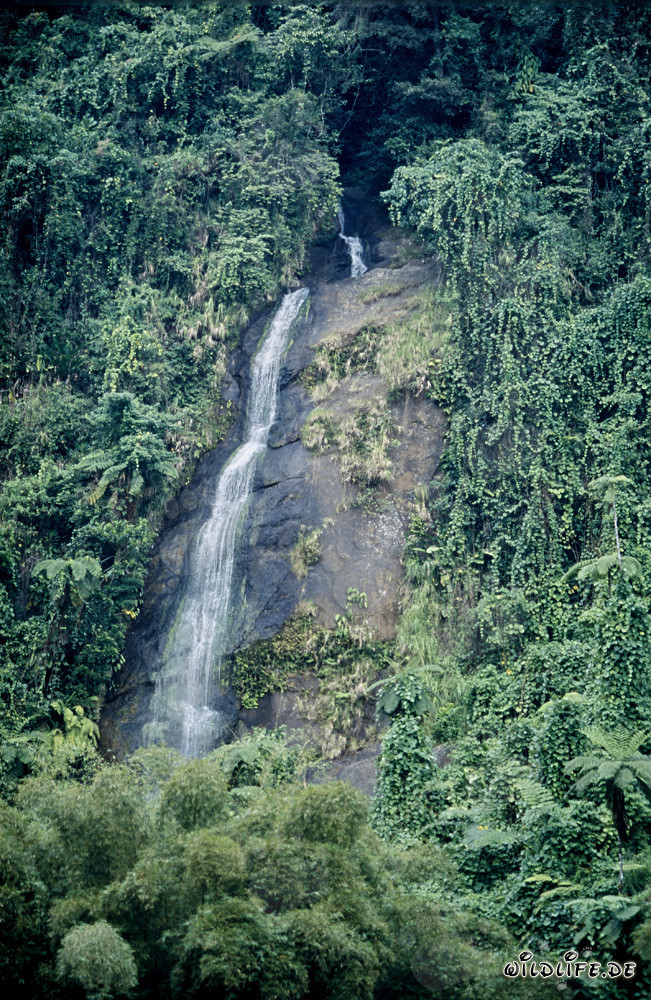 Chute d'eau pittoresque dans la forêt tropicale fidjienne