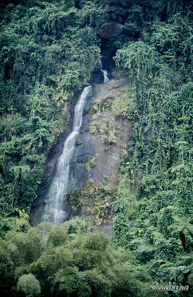 Picturesque Waterfall in the Fijian Rainforest