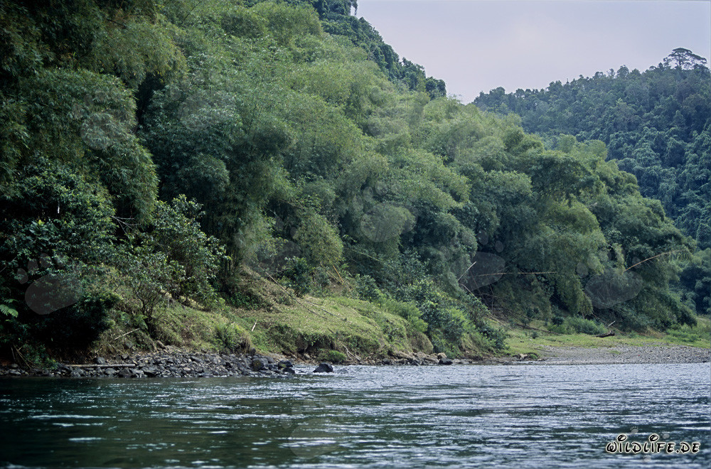 Foresta pluviale sul fiume Navua a Viti Levu, Figi