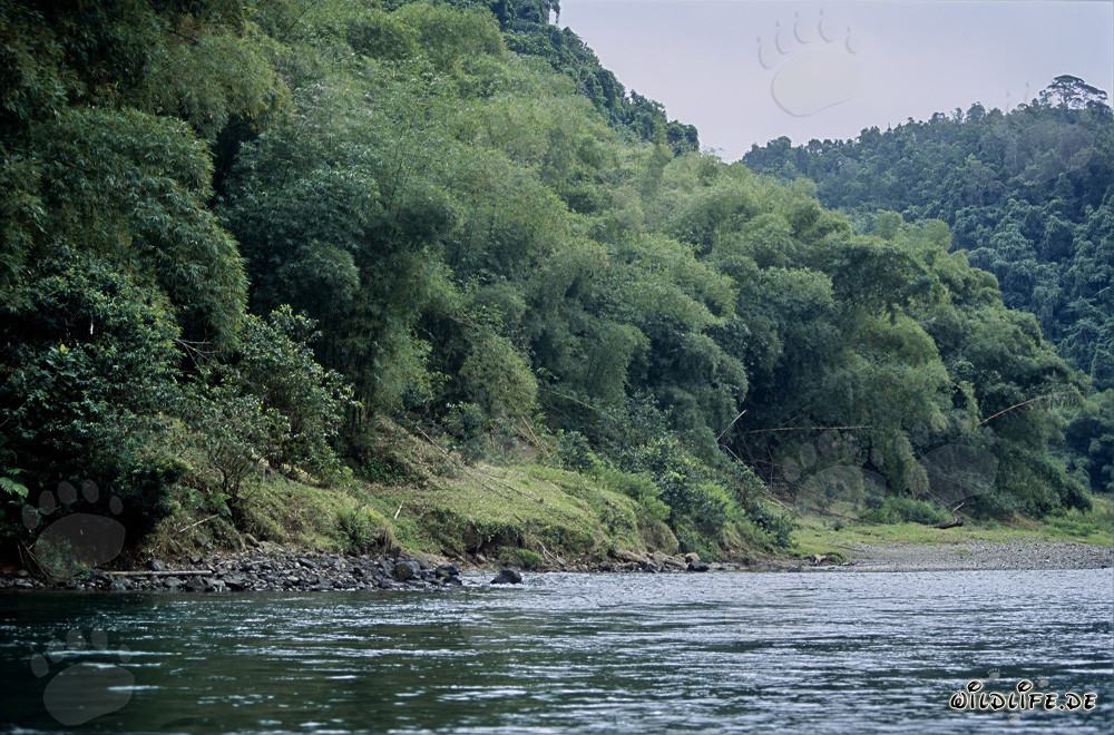 Regenwald am Navua River auf Viti Levu, Fiji