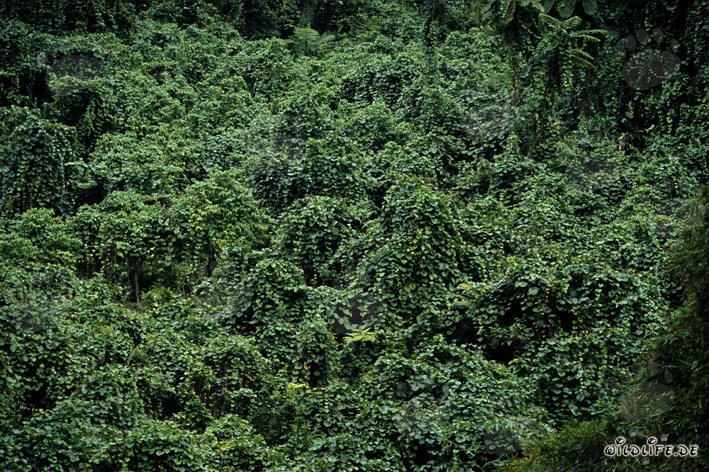 Forêt tropicale luxuriante à Viti Levu, Fidji