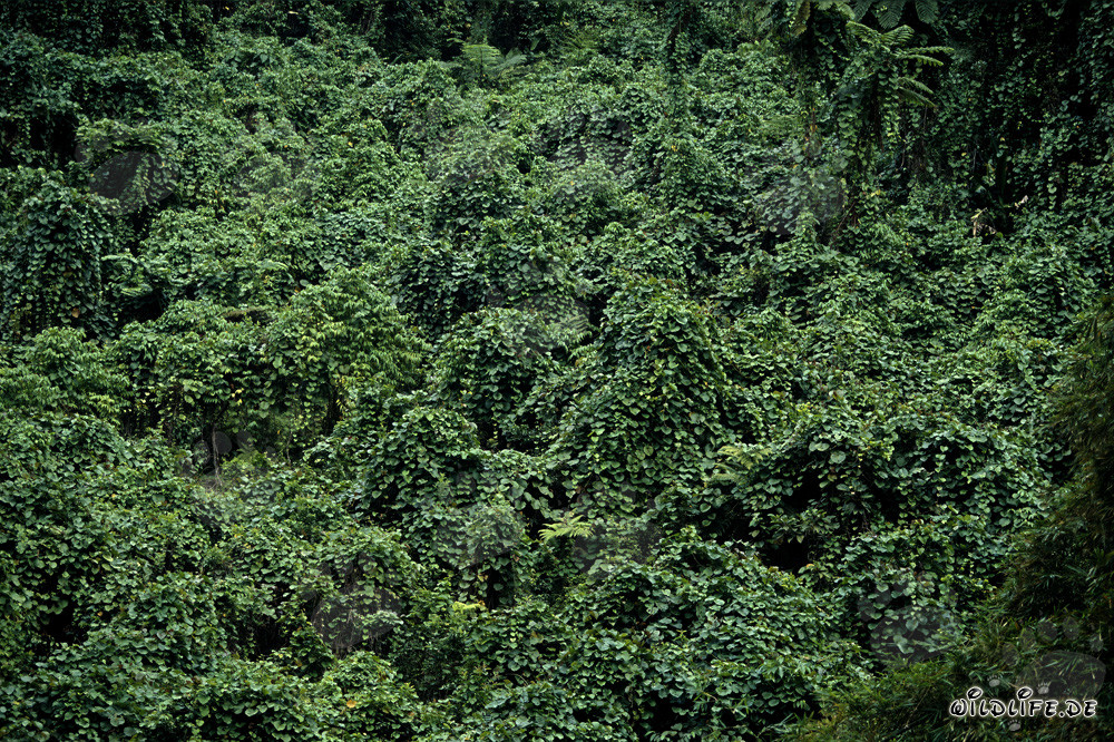 Üppiger Regenwald auf Viti Levu, Fidschi