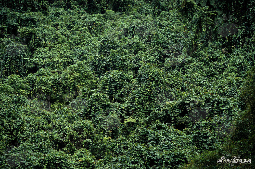 Foresta pluviale lussureggiante a Viti Levu, Figi