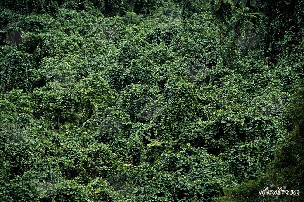 Lush Rainforest on Viti Levu, Fiji