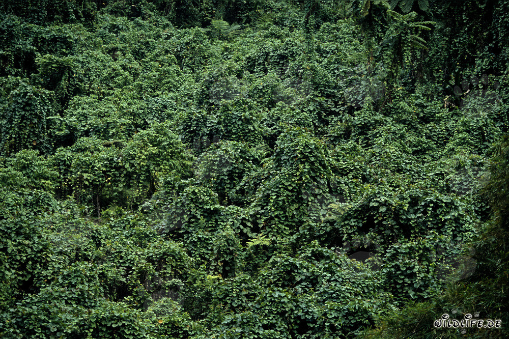 Selva exuberante en Viti Levu, Fiyi