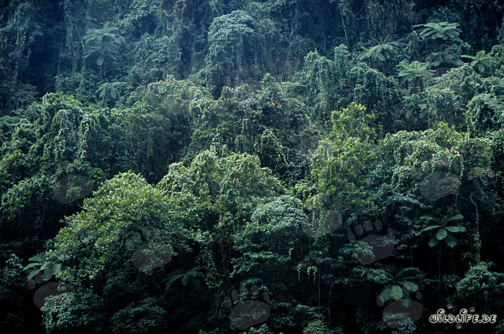 Forêt tropicale pittoresque à Viti Levu, Fidji