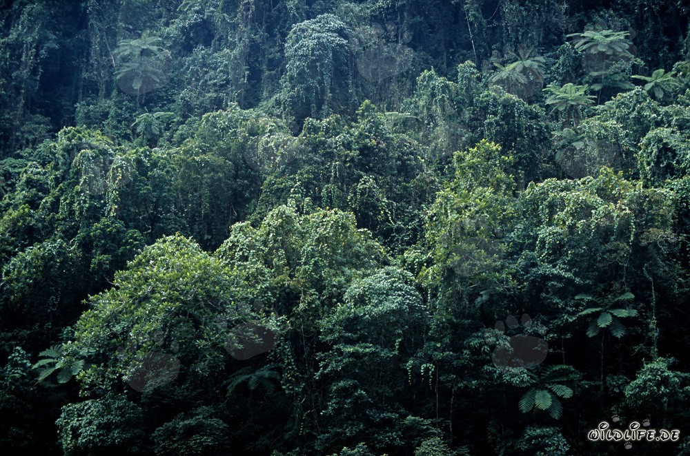 Malerischer Regenwald auf Viti Levu, Fidschi