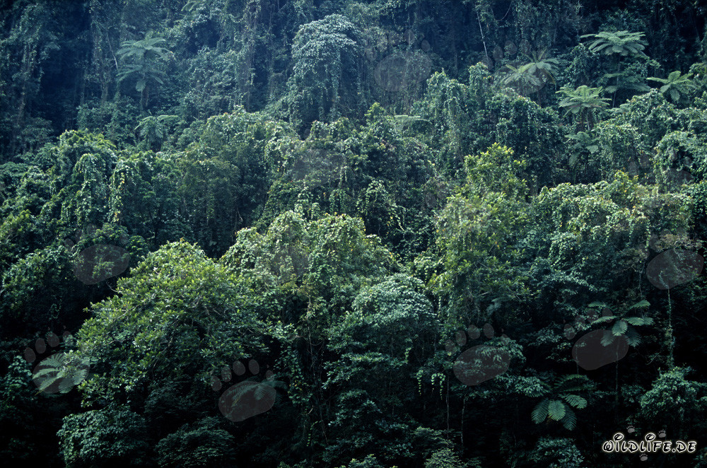 Selva pittoresca a Viti Levu, Figi