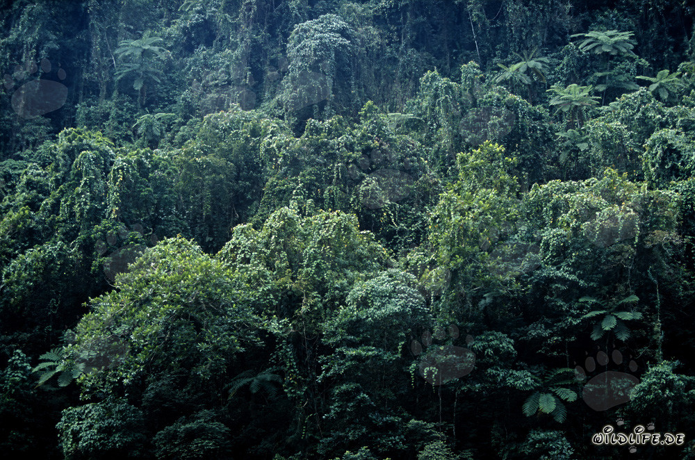 Picturesque Rainforest on Viti Levu, Fiji