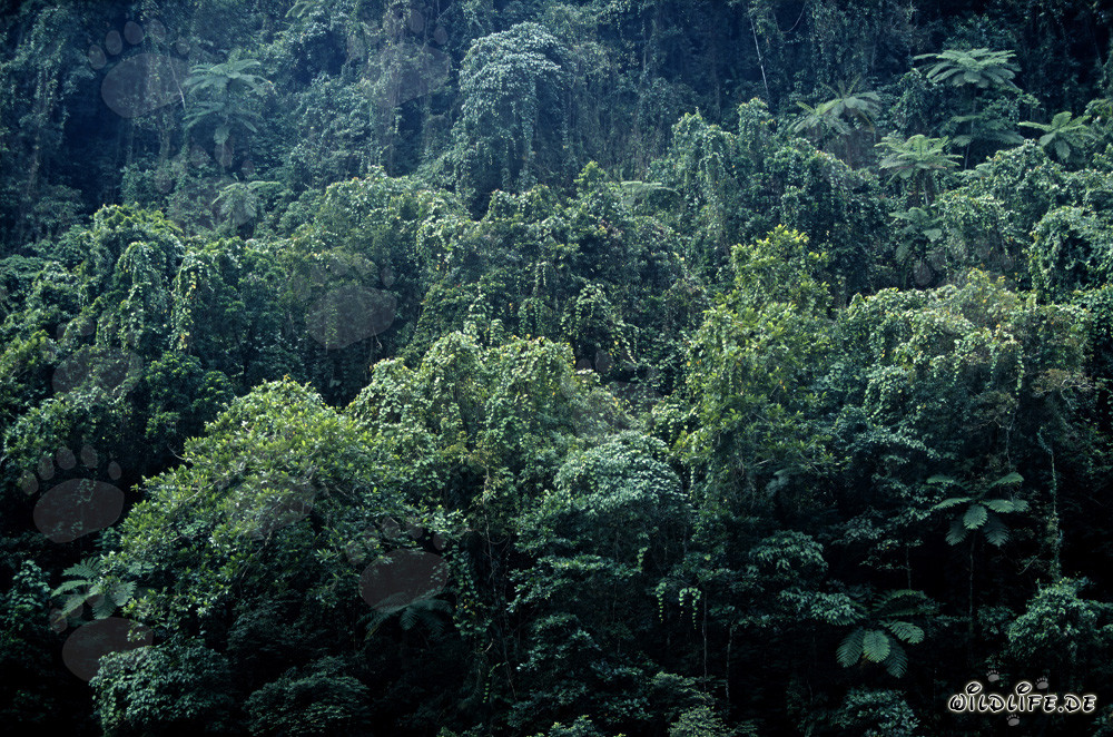 Selva pintoresca en Viti Levu, Fiyi