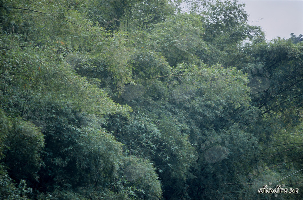 Bamboo Group in the Rainforest of Viti Levu, Fiji