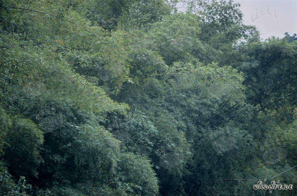 Bambusgruppe im Regenwald von Viti Levu, Fidschi