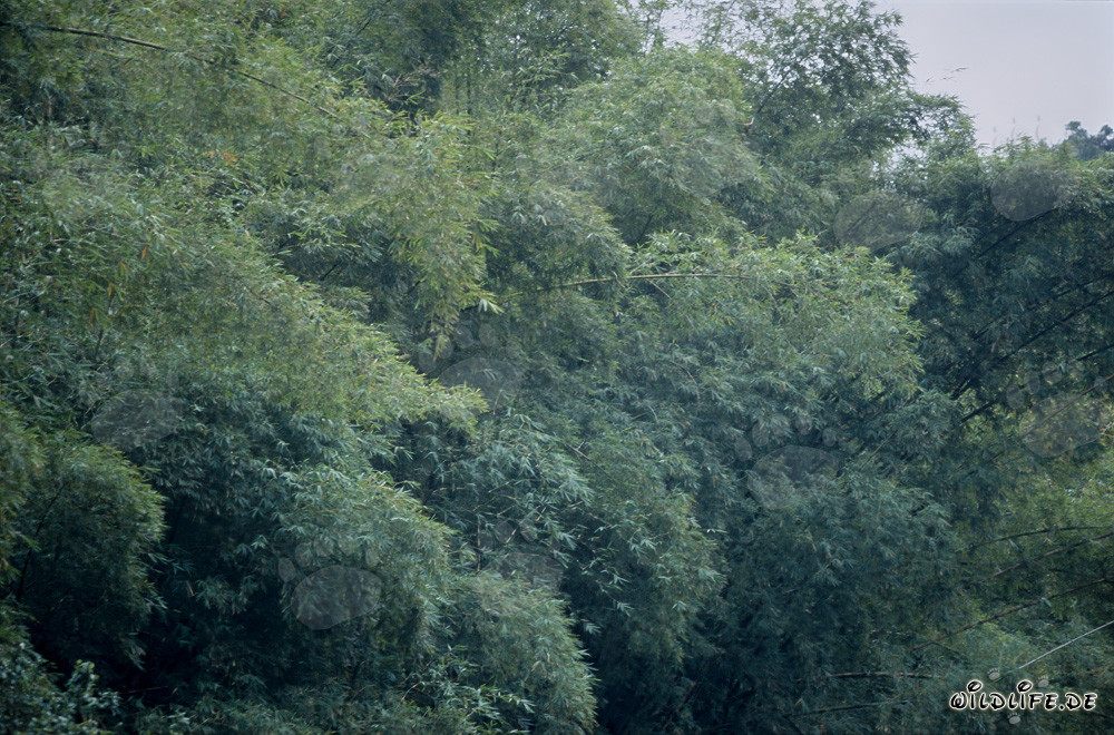 Grupo de bambú en la selva de Viti Levu, Fiyi