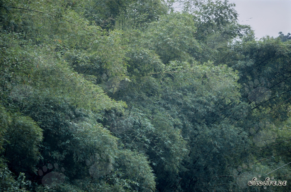 Gruppo di bambù nella foresta pluviale di Viti Levu, Figi