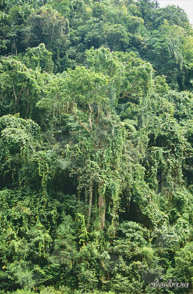 Foresta pluviale tropicale di Viti Levu, Figi