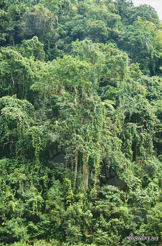 Forêt tropicale de Viti Levu, Fidji