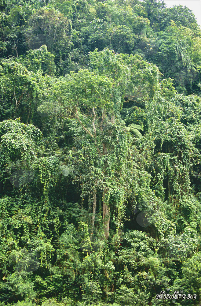 Selva tropical de Viti Levu, Fiyi