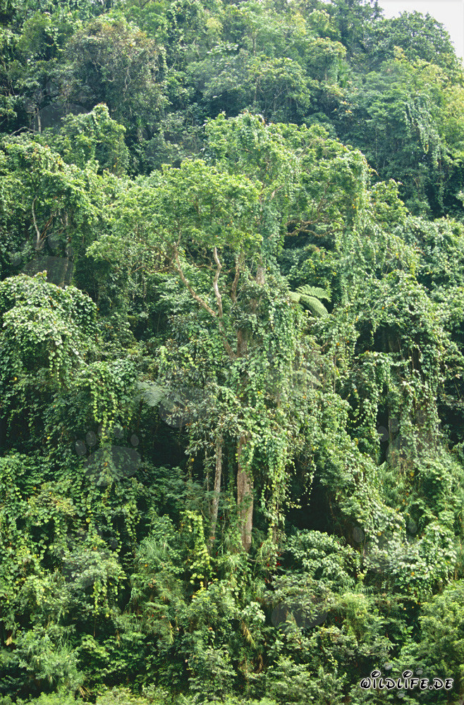Tropischer Regenwald auf Viti Levu, Fidschi