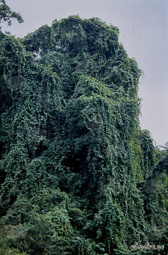 Muro verde maestoso nella foresta pluviale di Viti Levu, Figi
