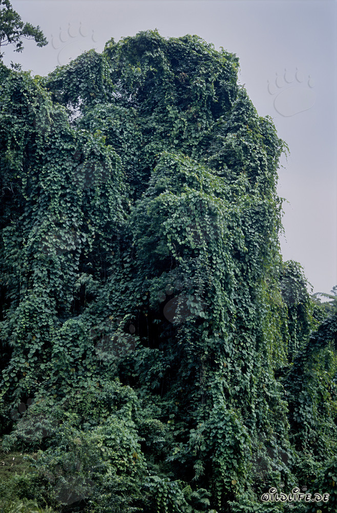 Mur vert majestueux dans la forêt tropicale de Viti Levu, Fidji