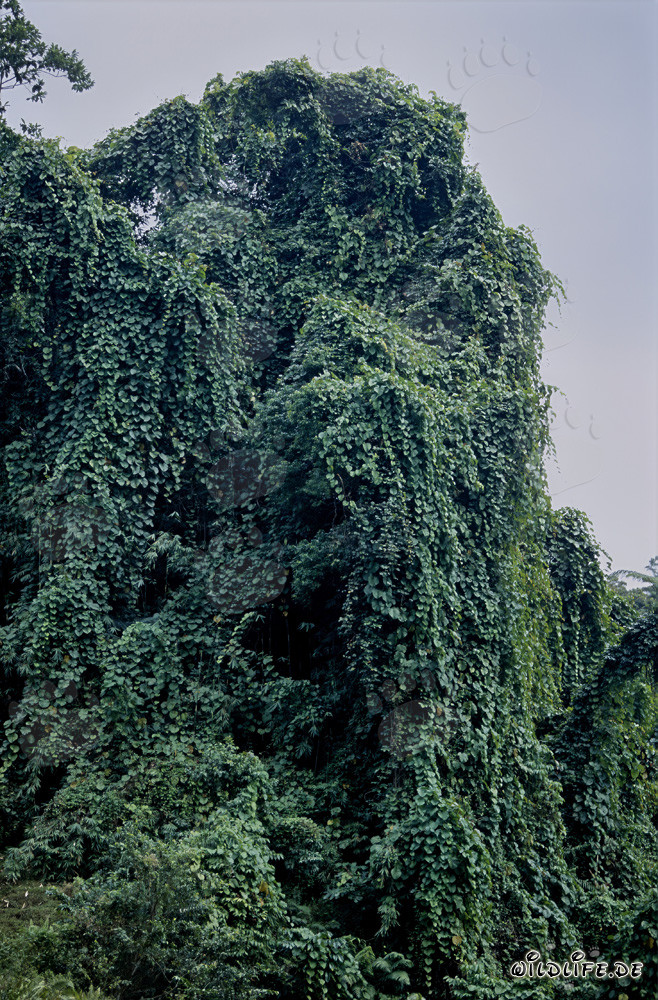 Majestätische Grüne Wand im Regenwald von Viti Levu, Fiji