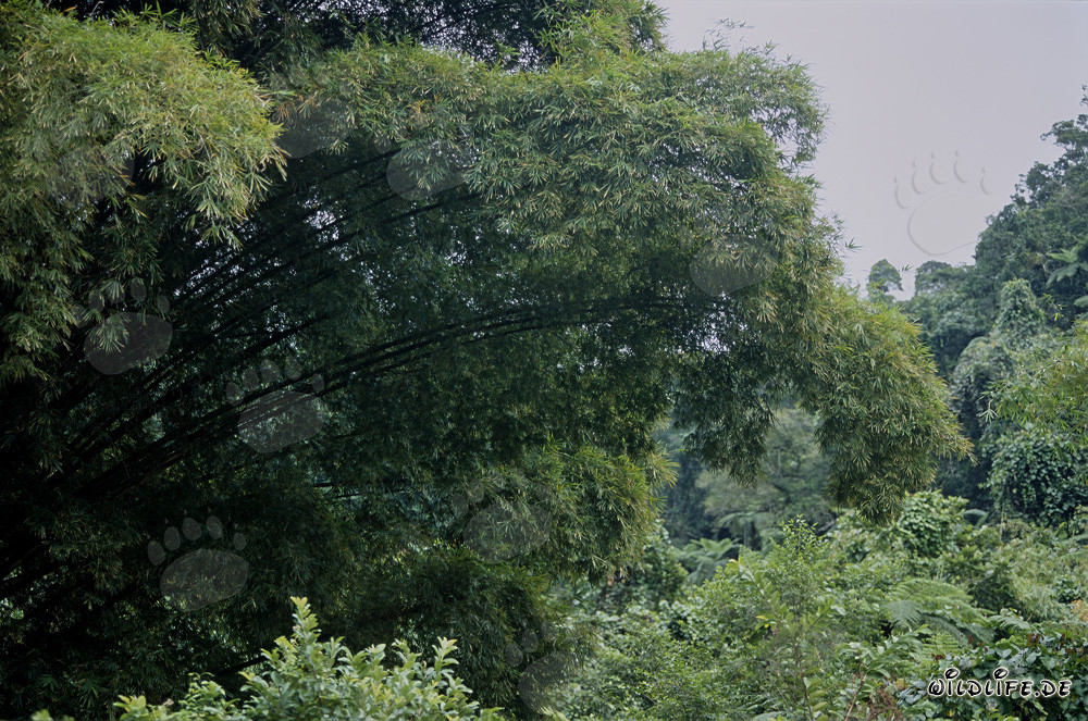 Bamboo Group inventory in the lush rainforest of Viti Levu, Fiji