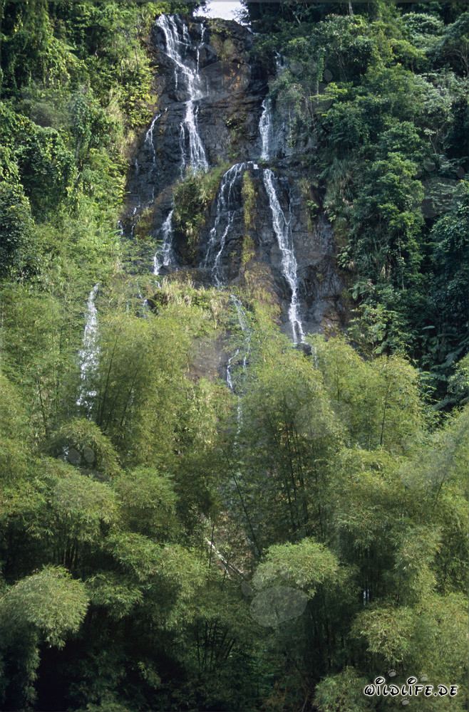 Cascada mágica en la exuberante selva de Viti Levu, Fiyi