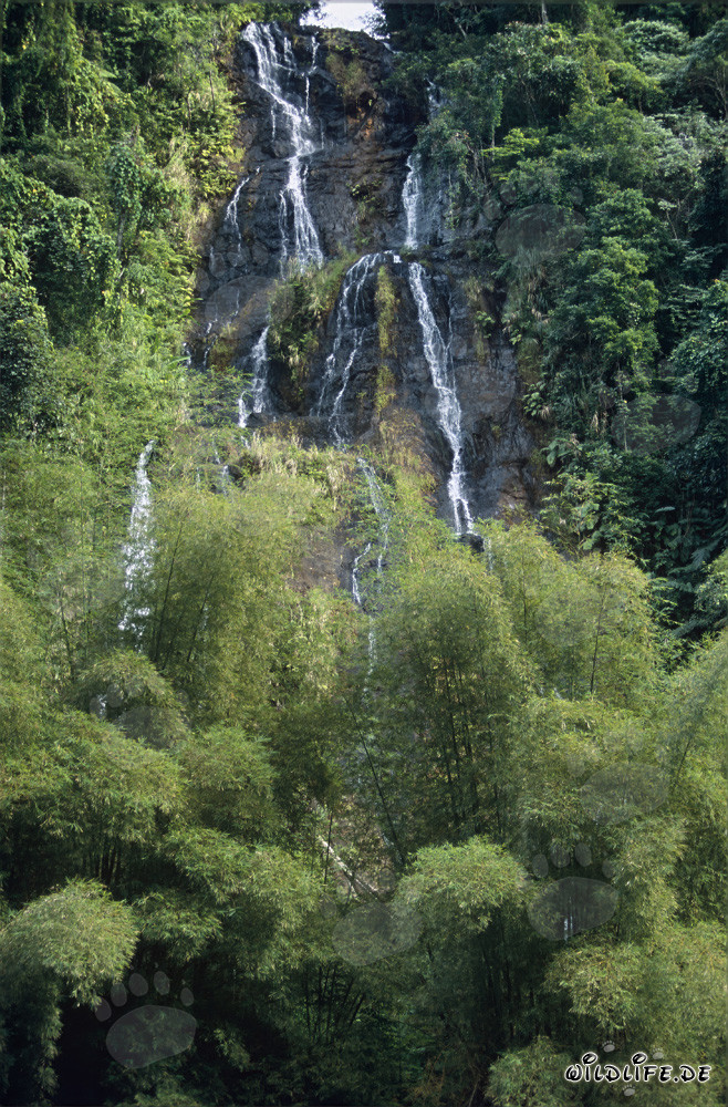 Cascata magica nella lussureggiante foresta pluviale di Viti Levu, Figi