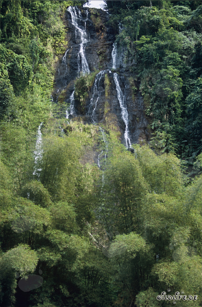 Magical Waterfall in the Lush Rainforest of Viti Levu, Fiji