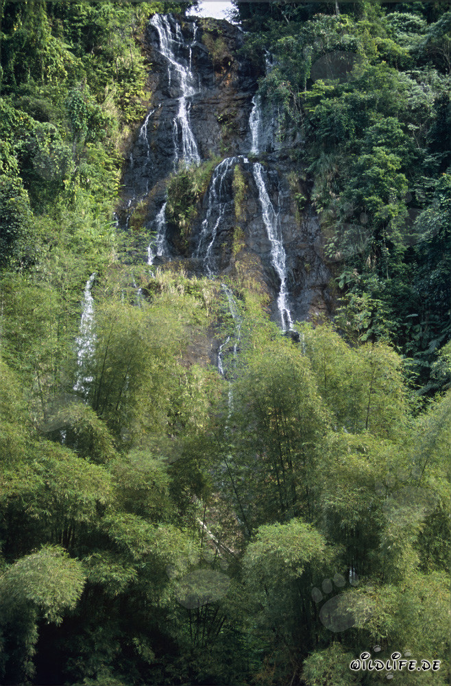 Magischer Wasserfall im üppigen Regenwald von Viti Levu, Fidschi