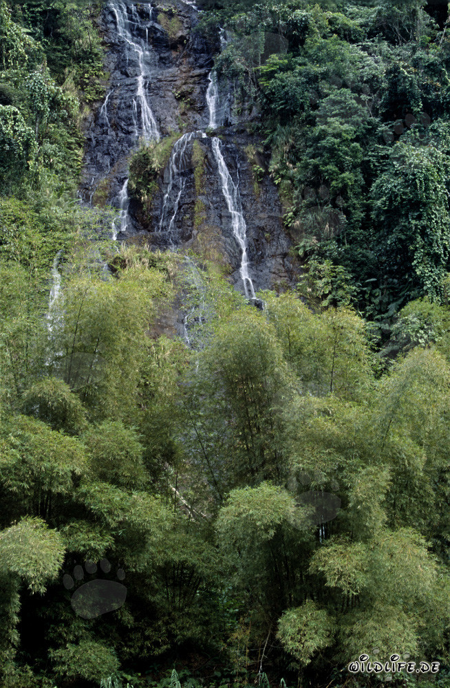 Chute d'eau pittoresque dans la luxuriante forêt tropicale des Fidji