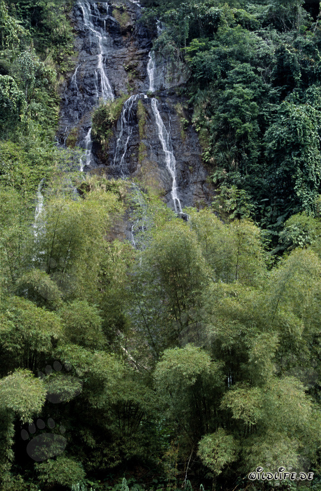Cascata pittoresca nella lussureggiante foresta pluviale di Fiji