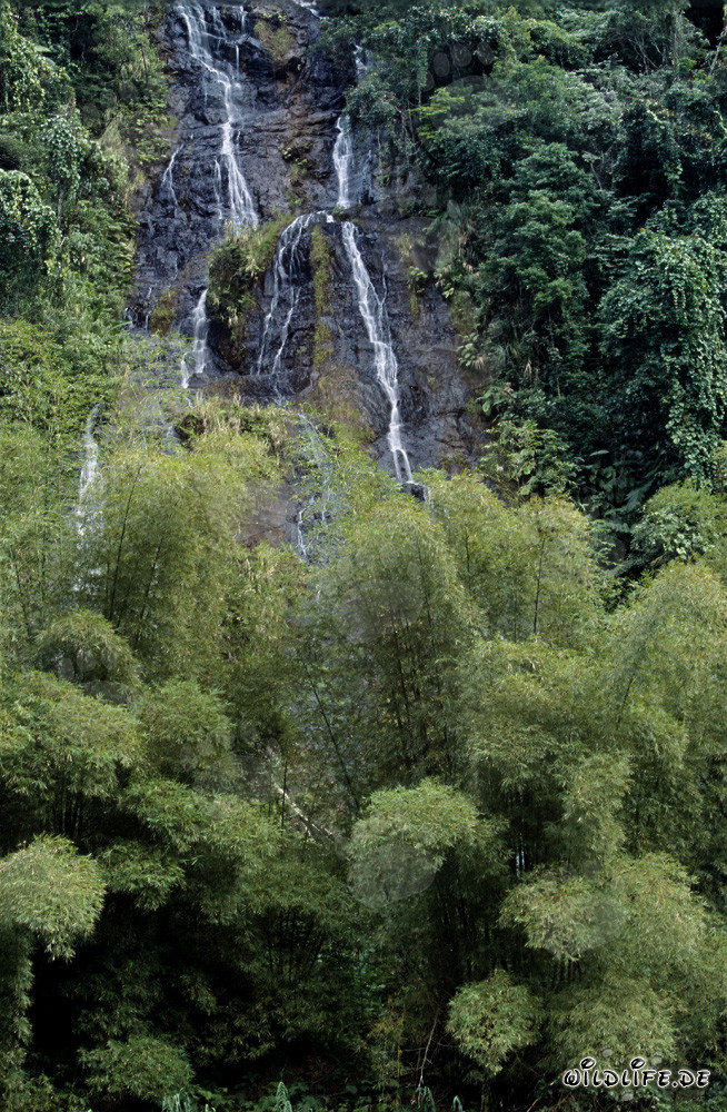 Malerischer Wasserfall im üppigen Regenwald von Fiji