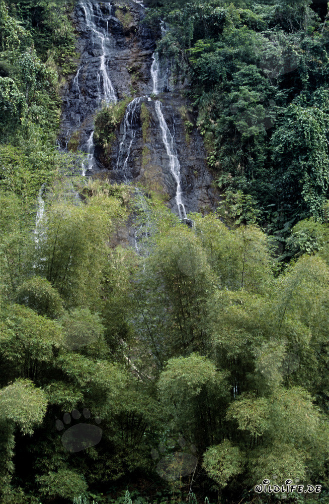 Picturesque Waterfall in the Lush Jungle of Fiji